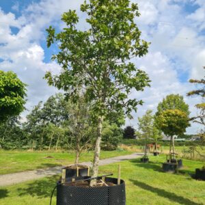 Quercus rysophylla /  Loquat oak