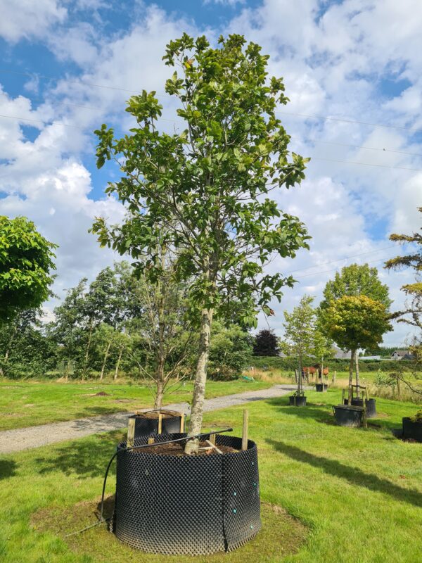 Quercus rysophylla /  Loquat oak