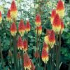 Kniphofia Flamenco - 2L