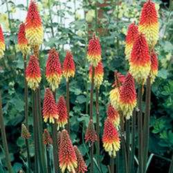 Kniphofia Flamenco