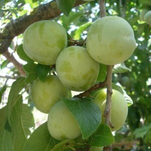 Prunus Domestica Reine Claude Verte