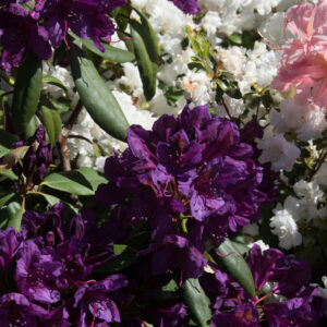 Rhododendron Marcel Menard