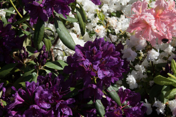Rhododendron Marcel Menard
