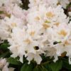 Rhododendron 'Cunningham's White' Specimen - 450L airpot, 300-350cm domes of foliage