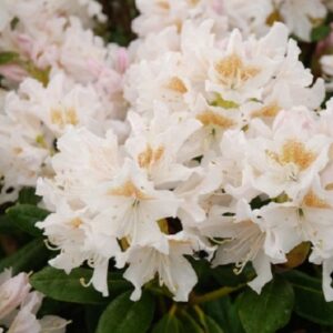 Rhododendron 'Cunningham's White' Specimen
