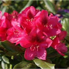 Rhododendron Nova Zembler