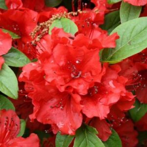Rhododendron 'Kazuko'