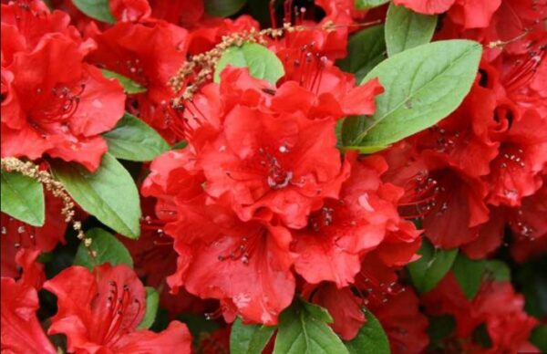 Rhododendron 'Kazuko'