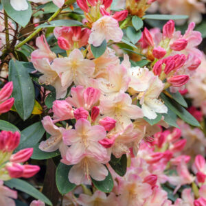 Rhododendron 'Percy Wiseman' Specimen