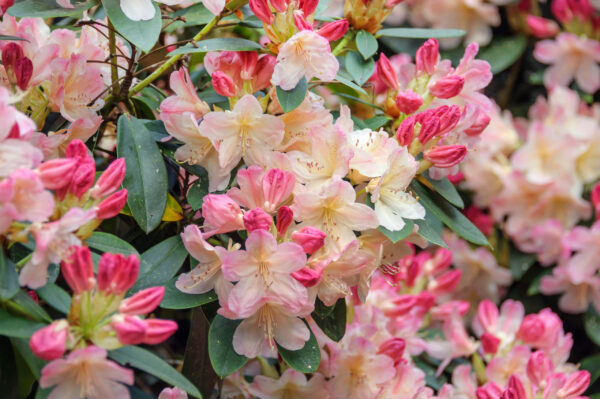 Rhododendron 'Percy Wiseman' Specimen