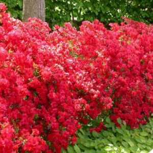 Rhododendron 'Stewartsonian'