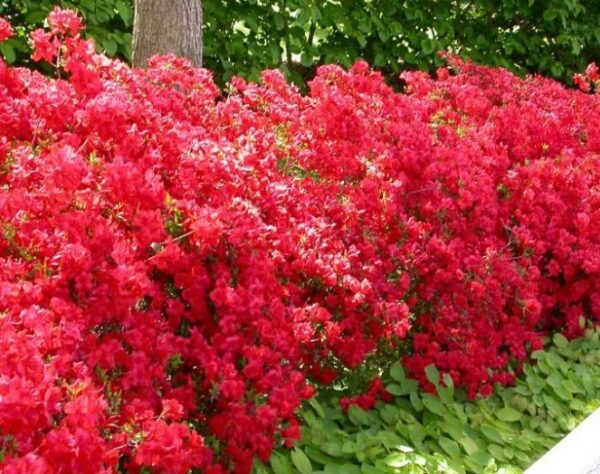Rhododendron 'Stewartsonian'
