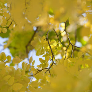 Robinia Frisia