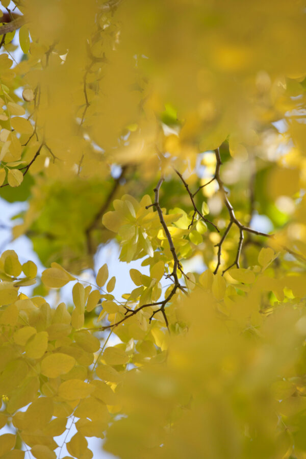 Robinia Frisia