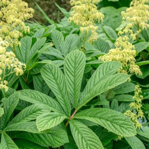 Rodgersia aesculifolia