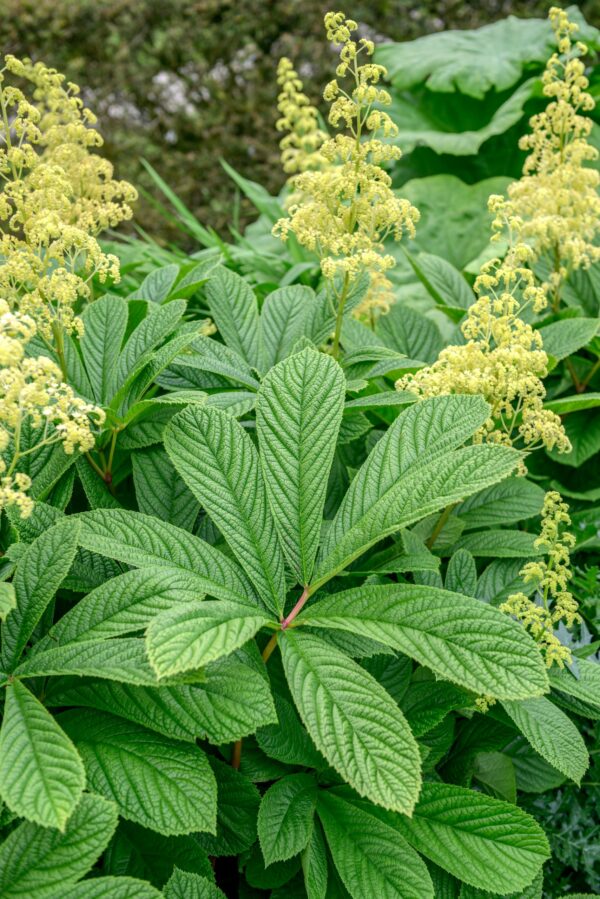 Rodgersia aesculifolia