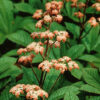Rodgersia Henrici - 2L