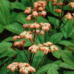 Rodgersia Henrici