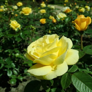 Rosa 'Arthur Bell'
