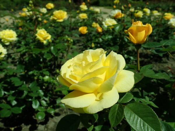Rosa 'Arthur Bell' Climber on trellis