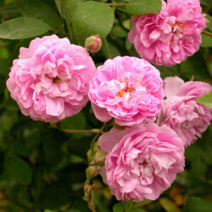 Rosa banksiae 'Rosea'