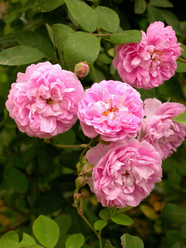 Rosa banksiae 'Rosea'