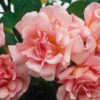 Rosa 'Compassion' climbing rose - 5L Square Pot