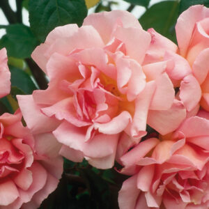 Rosa 'Compassion' climbing rose
