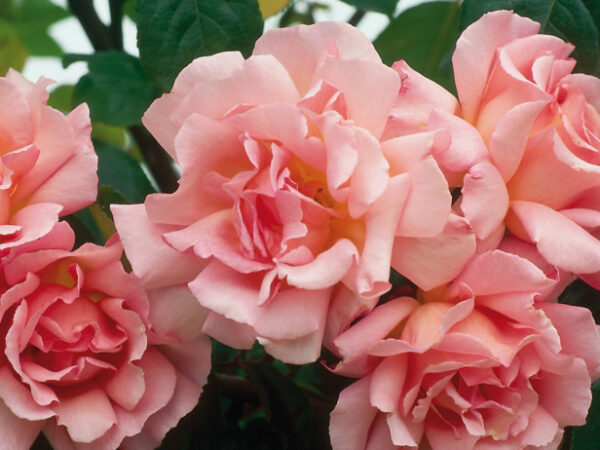 Rosa 'Compassion' climbing rose