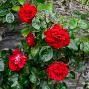 Rosa Dublin Bay Climber on trellis