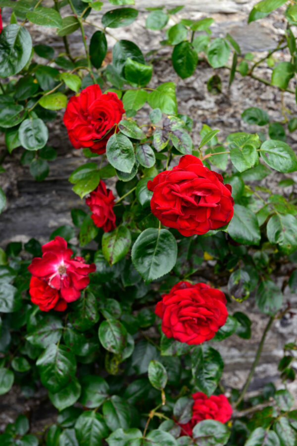 Rosa Dublin Bay Climber on trellis