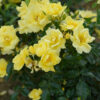 Rosa Flower Carpet Gold - 3.5L