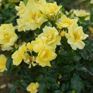 Rosa Flower Carpet Gold