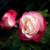 Rosa Nostalgia - Hybrid Tea Rose - 7.5L