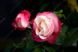 Rosa Nostalgia - Hybrid Tea Rose
