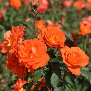 Rosa Super Trouper