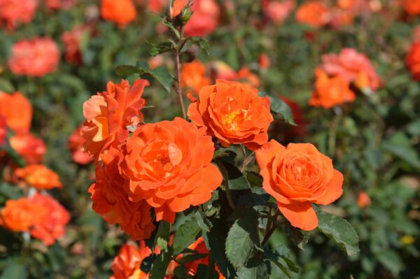 Rosa Super Trouper