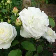 Rosa Tranquility - David Austin Roses