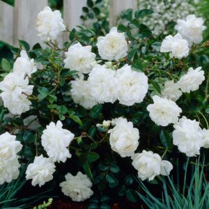 Rosa 'White Fairy'