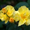 Rosa Lemon Fizz - 5L pot