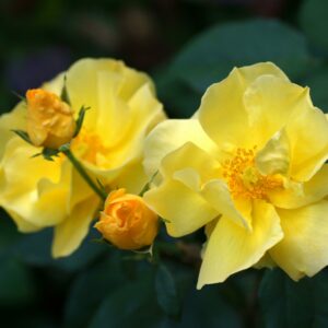 Rosa Lemon Fizz