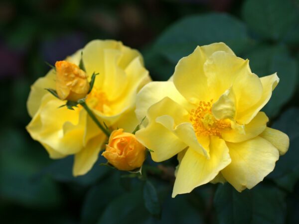 Rosa Lemon Fizz