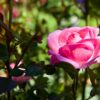 Rosa Mum in a Million Hybrid Tea - 7.5L