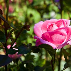 Rosa Mum in a Million Hybrid Tea