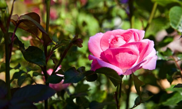 Rosa Mum in a Million Hybrid Tea