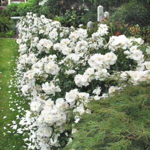 Rosa Flower Carpet White