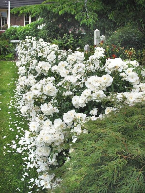 Rosa Flower Carpet White