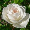 Rosa Iceberg - 7.5L