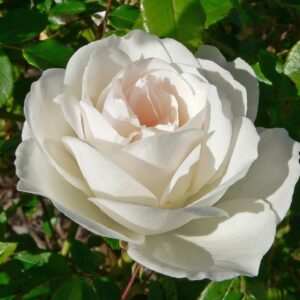 Rosa Iceberg