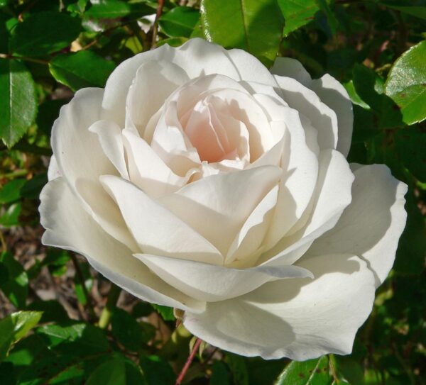 Rosa Iceberg